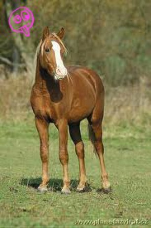 český sportovní pony